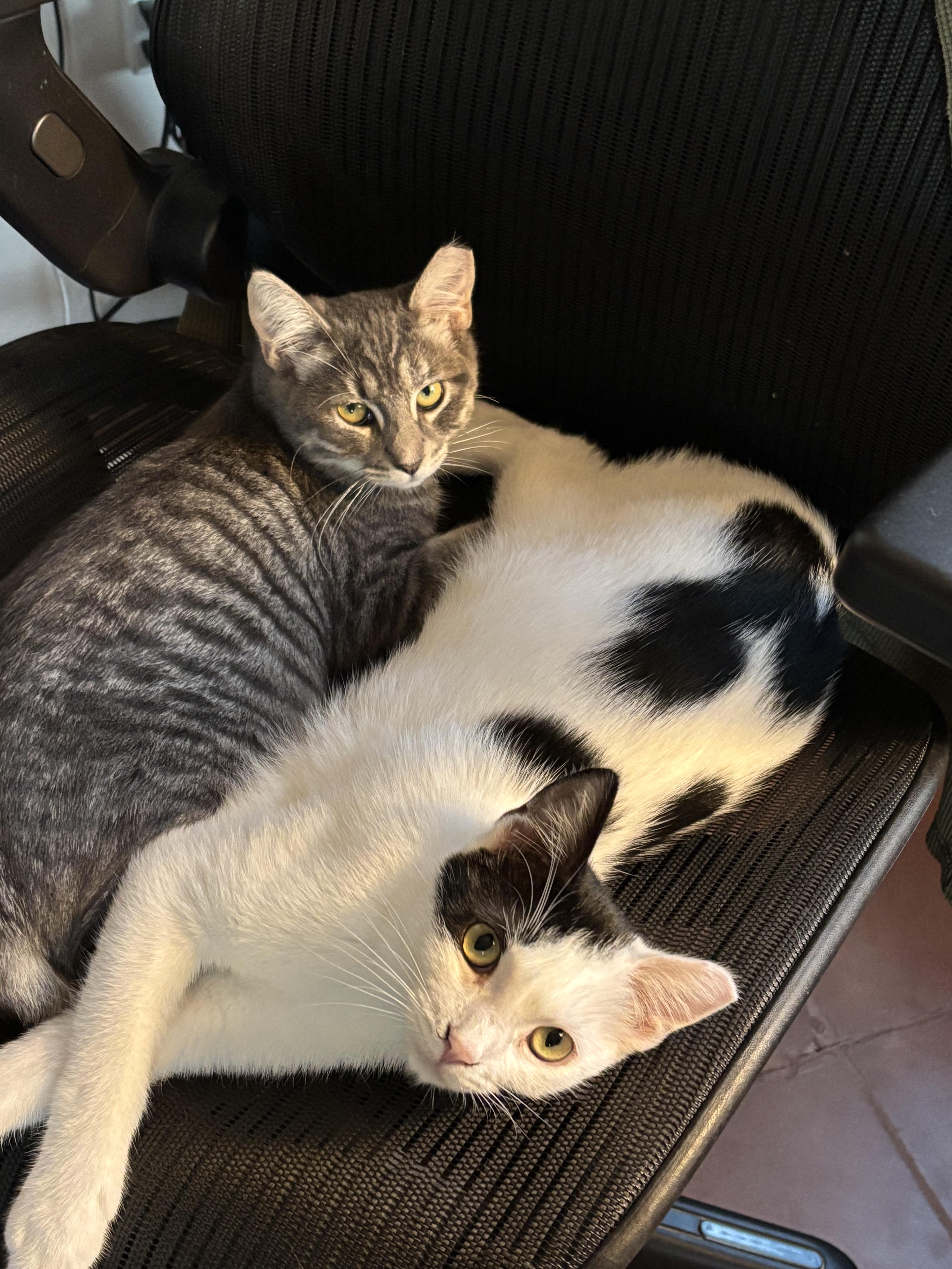 Olivia Wilde, a Adoptable Domestic Short Hair in Sierra Vista, AZ image 2/3