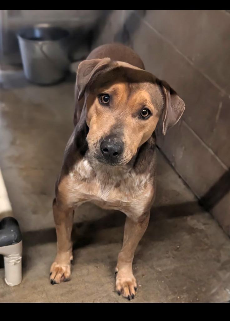 Alice, Adoptable, Young Female Mixed Breed.