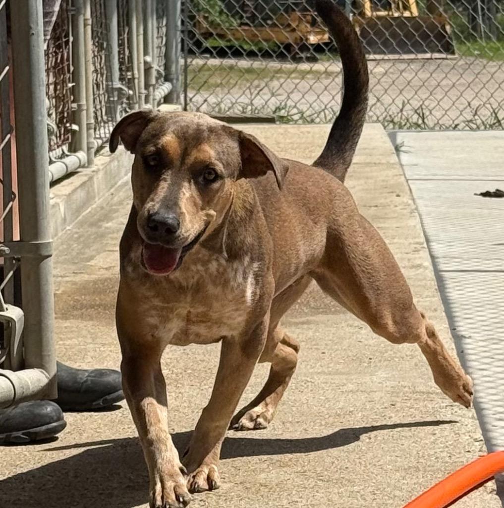 Enlarge Alice, a Adoptable mixed breed in Denham Springs, LA image 1/1