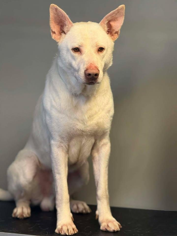 Buzz, Adoptable, Young Male German Shepherd Dog & Labrador Retriever.