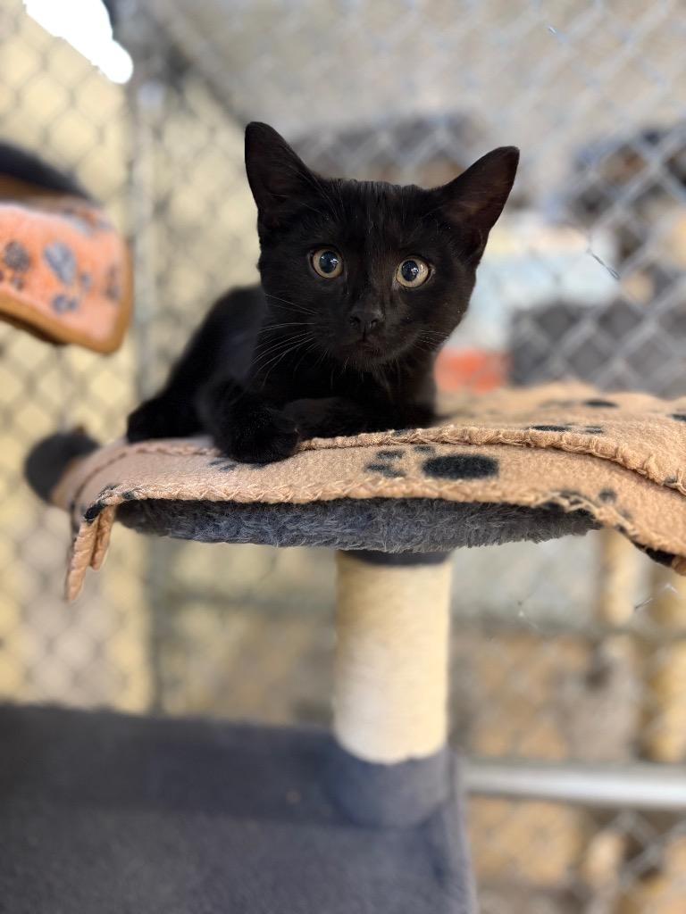 Poe, Adoptable, Kitten Male Domestic Short Hair.