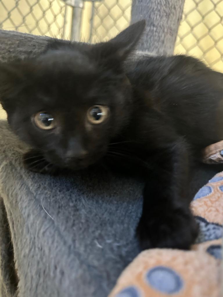 Poe, Adoptable, Kitten Male Domestic Short Hair.