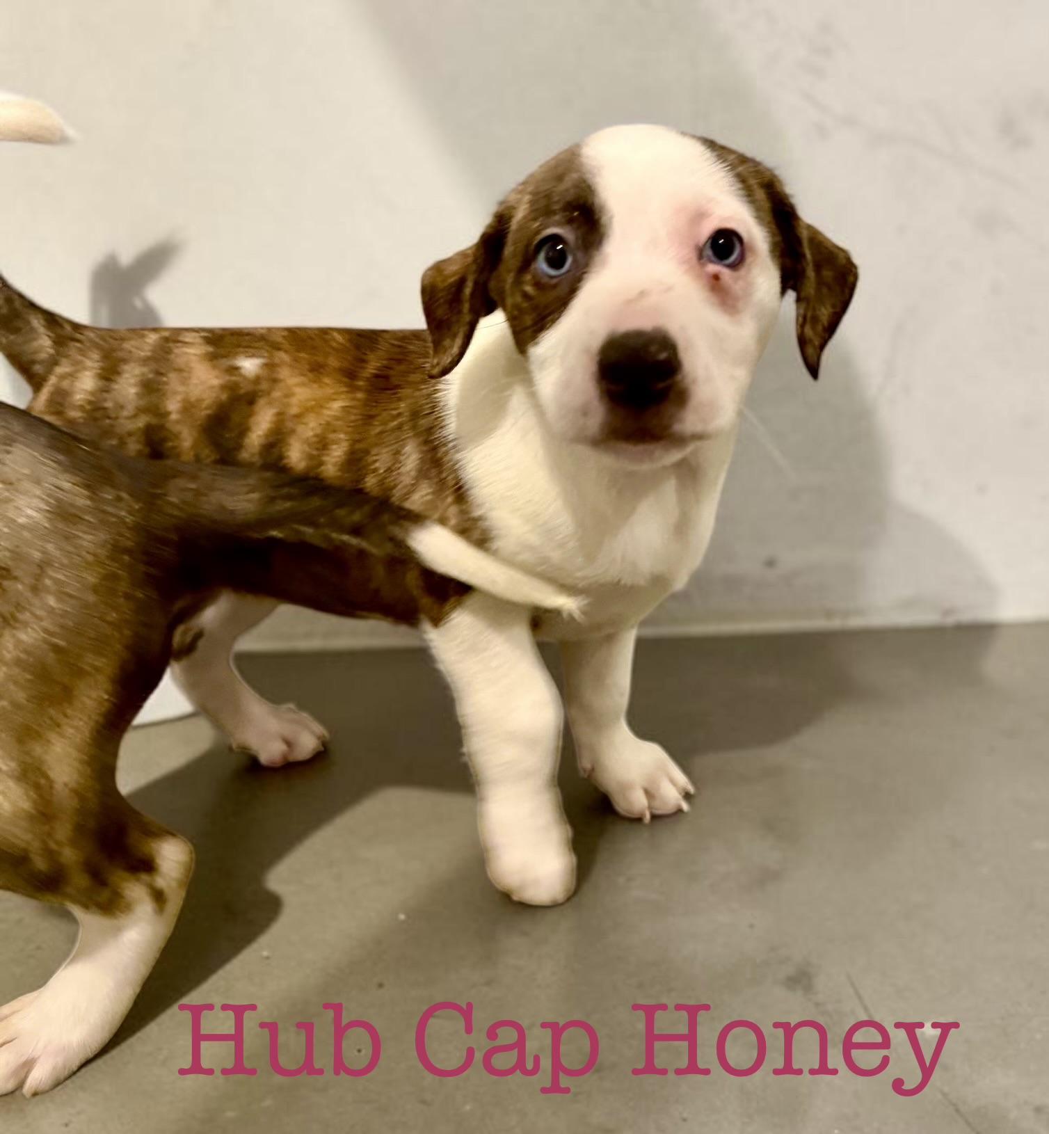 Enlarge Honey, a Adoptable mixed breed in South Amboy, NJ image 1/1