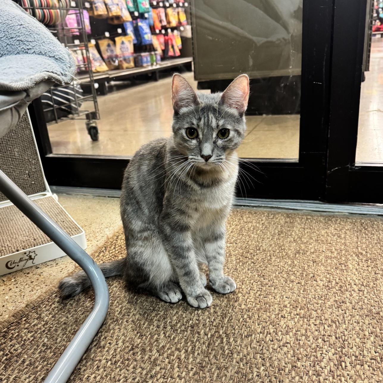 Enlarge Sasha- sweet lap girl loves kids, a Adoptable mixed breed in Sunset Valley, TX image 4/6