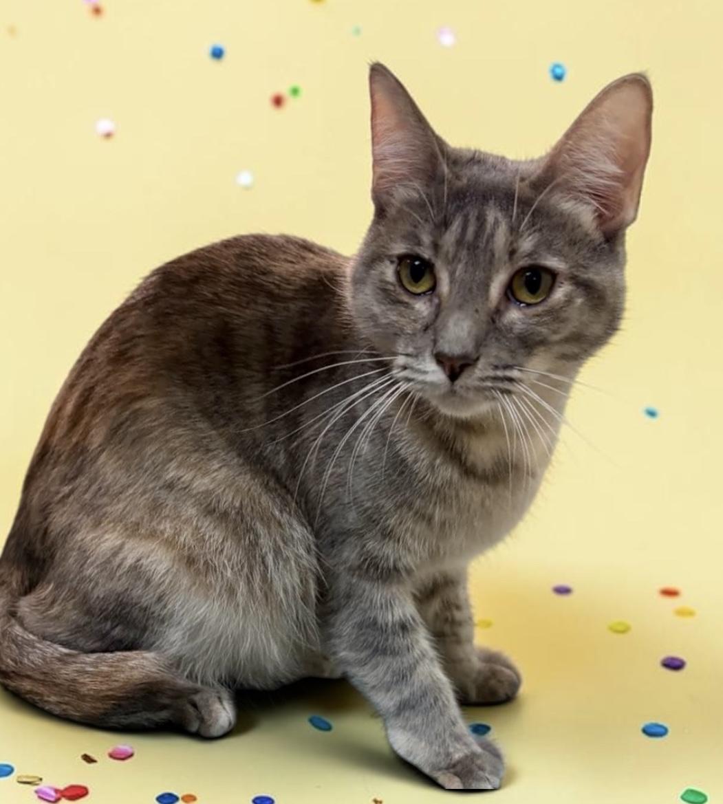 Enlarge Sasha- sweet lap girl loves kids, a Adoptable mixed breed in Sunset Valley, TX image 1/6