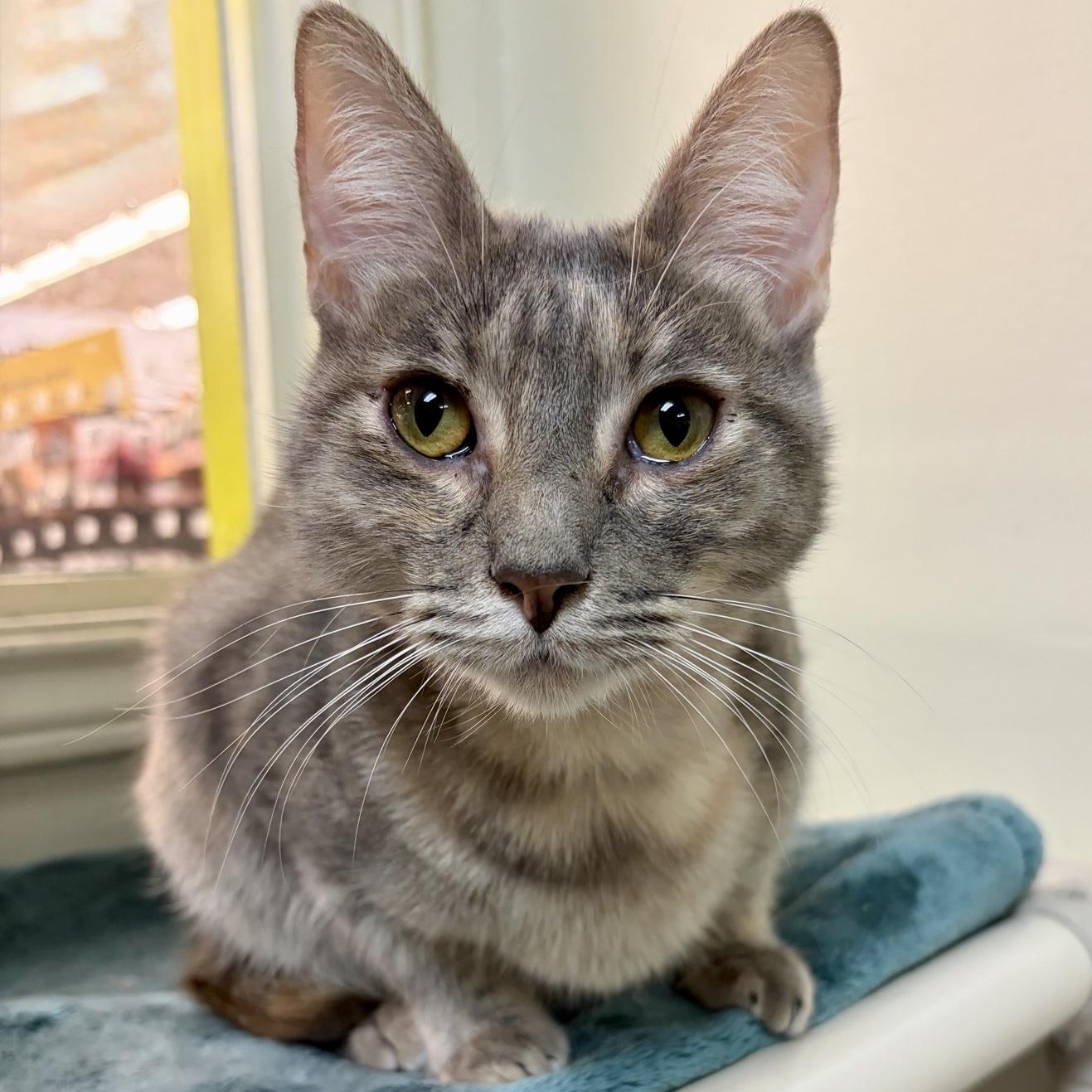 Enlarge Sasha- sweet lap girl loves kids, a Adoptable mixed breed in Sunset Valley, TX image 3/6