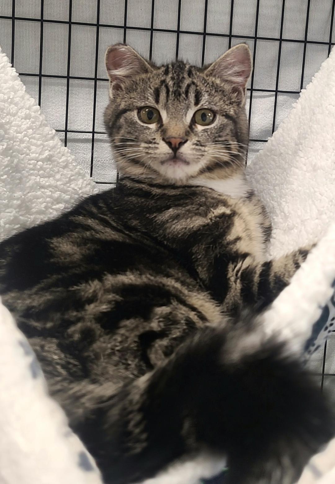 Enlarge Camila & Luis, a ADOPTABLE Domestic Short Hair in Kirkland, WA image 1/2