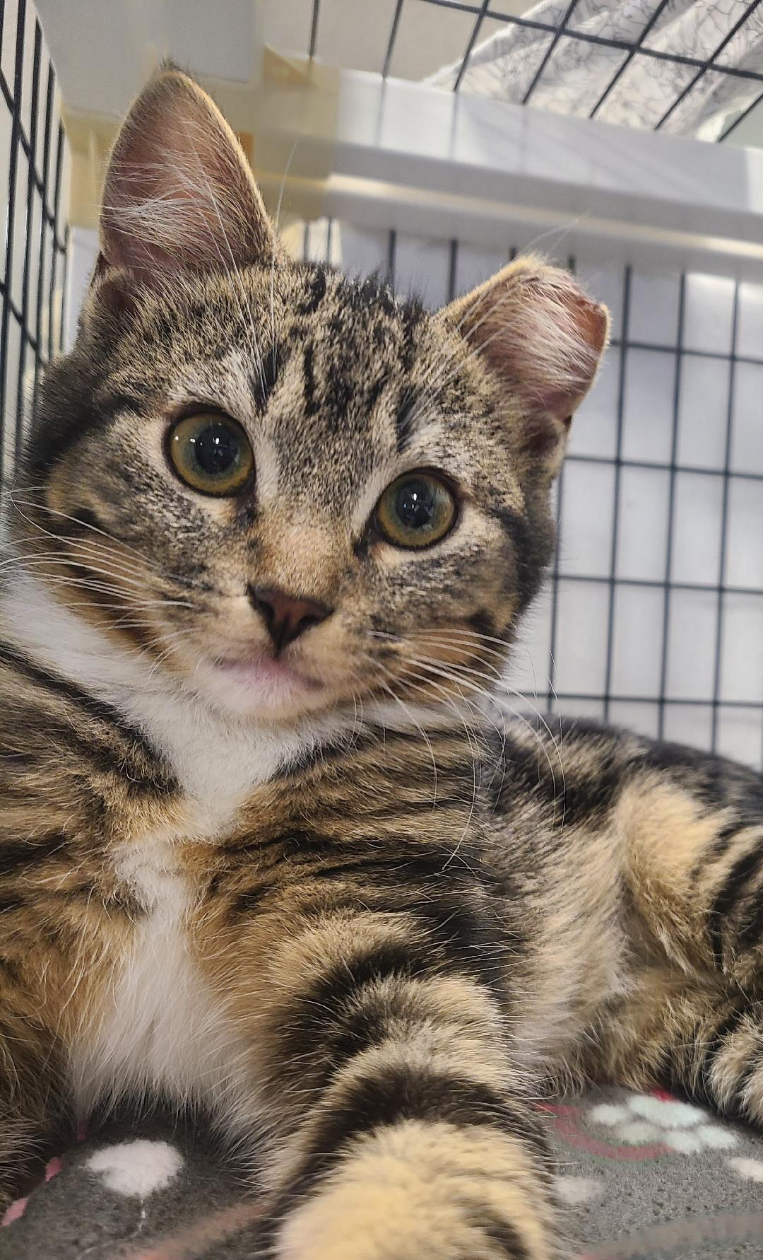 Enlarge Camila & Luis, a ADOPTABLE Domestic Short Hair in Kirkland, WA image 2/2