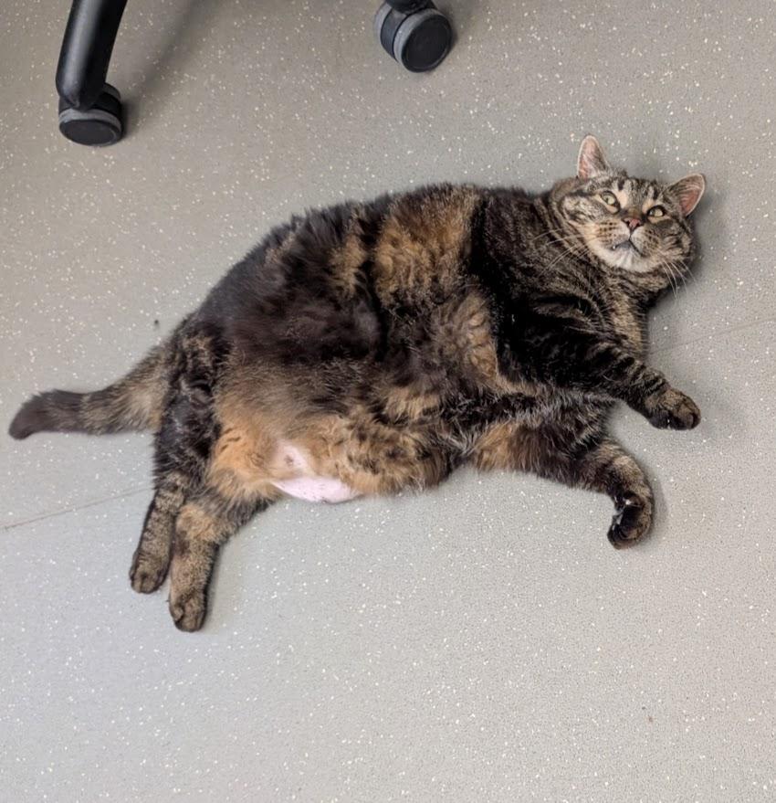 Enlarge Backpack, a Adoptable Domestic Short Hair in Coquitlam, BC image 1/1