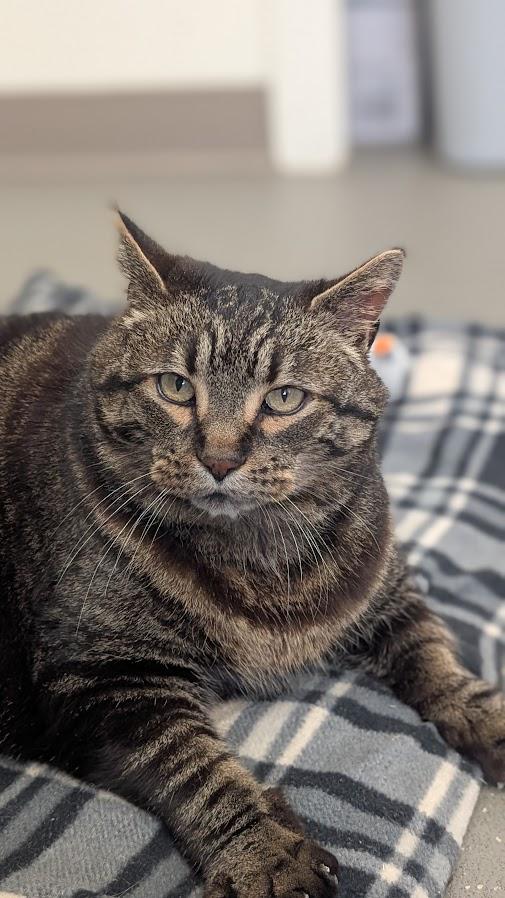 Backpack, Adoptable, Adult Male Domestic Short Hair.
