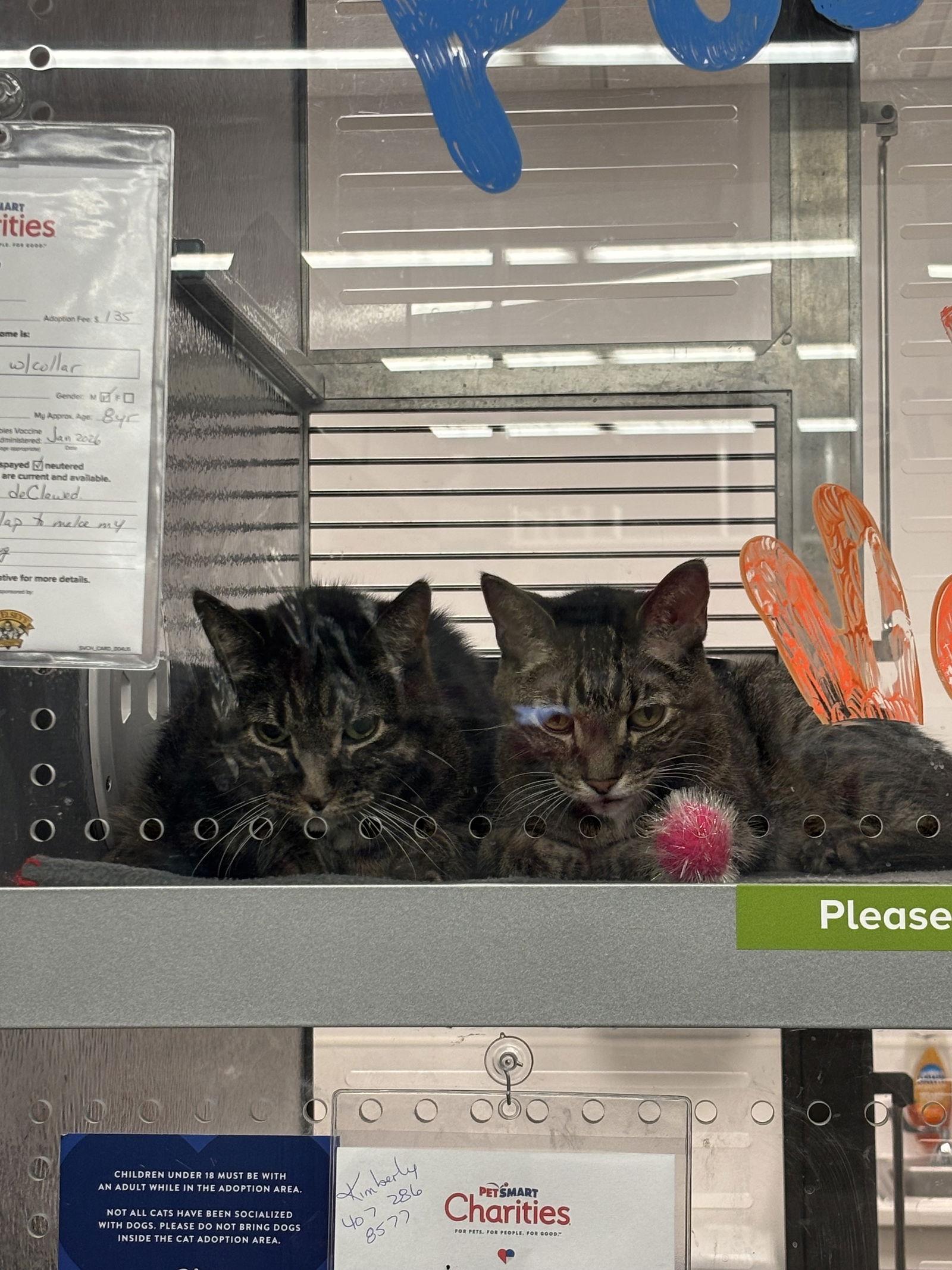 Bruno, Adopted, Adult Male Domestic Short Hair.