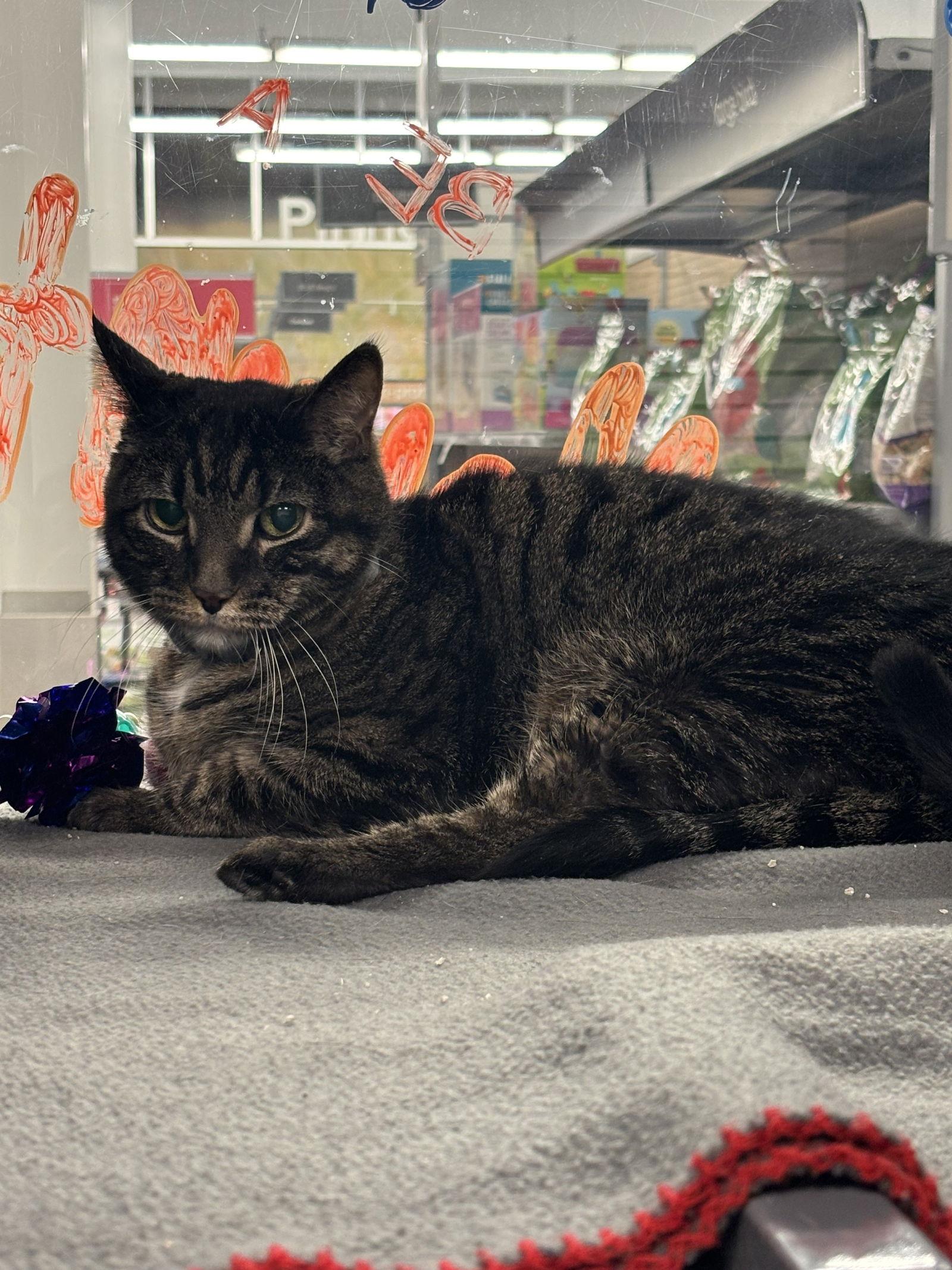 Enlarge Bruno, a Adopted Domestic Short Hair in Longwood, FL image 2/3