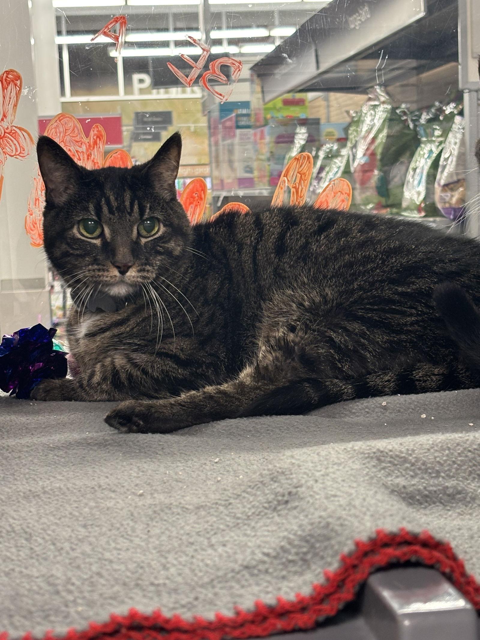 Enlarge Bruno, a Adopted Domestic Short Hair in Longwood, FL image 3/3