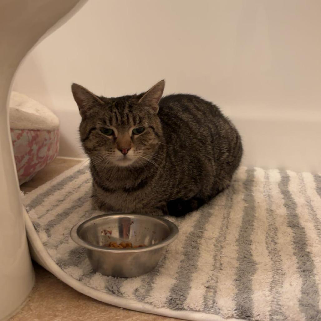 Ravel, Adoptable, Adult Female Domestic Short Hair.