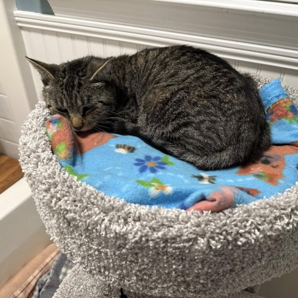 Enlarge Ravel, a Adoptable Domestic Short Hair in Harrisonburg, VA image 2/3