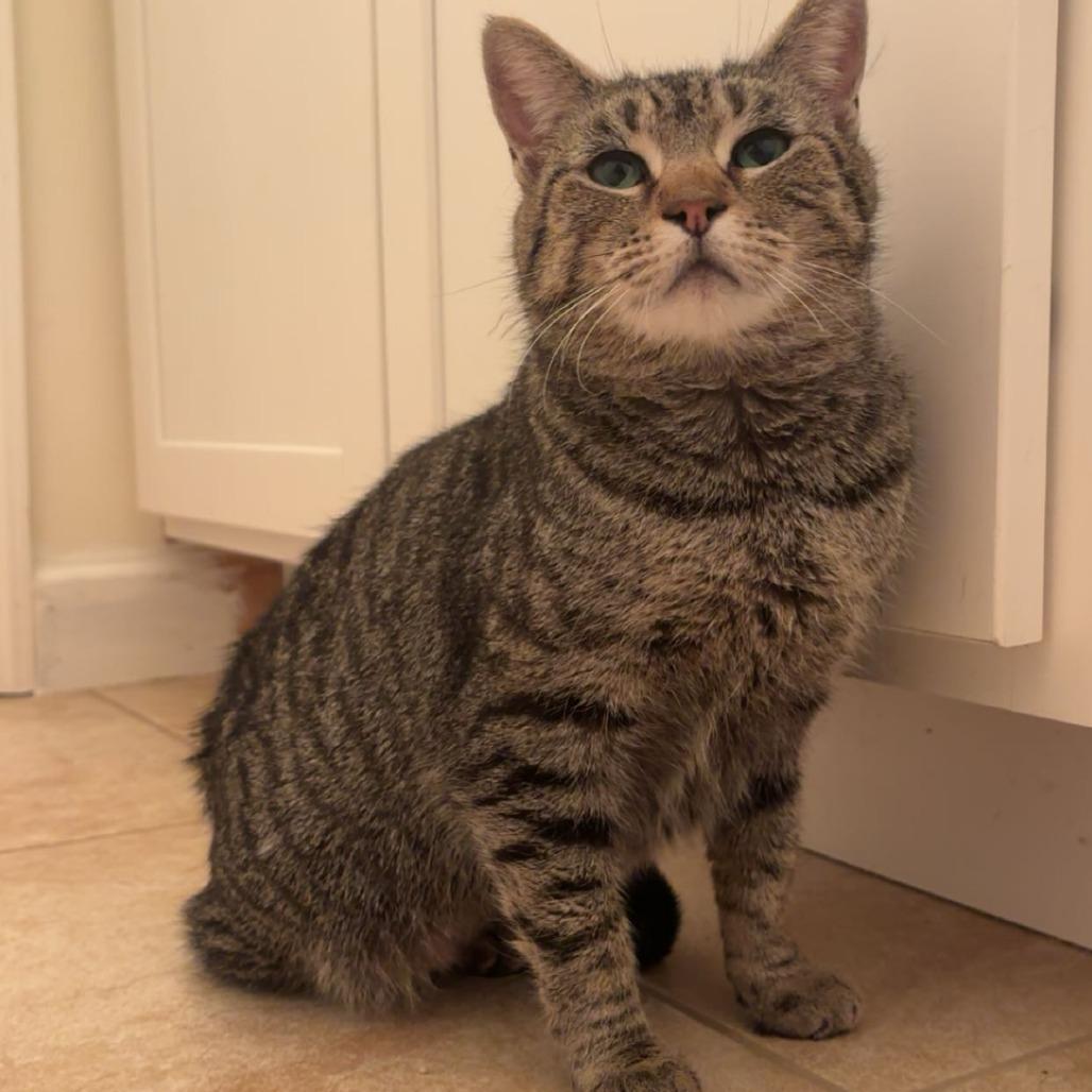 Enlarge Ravel, a Adoptable Domestic Short Hair in Harrisonburg, VA image 3/3