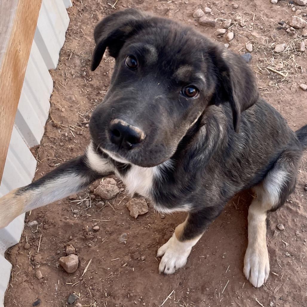 Enlarge Tooth, a Adoptable Mixed Breed in Moab, UT image 2/6