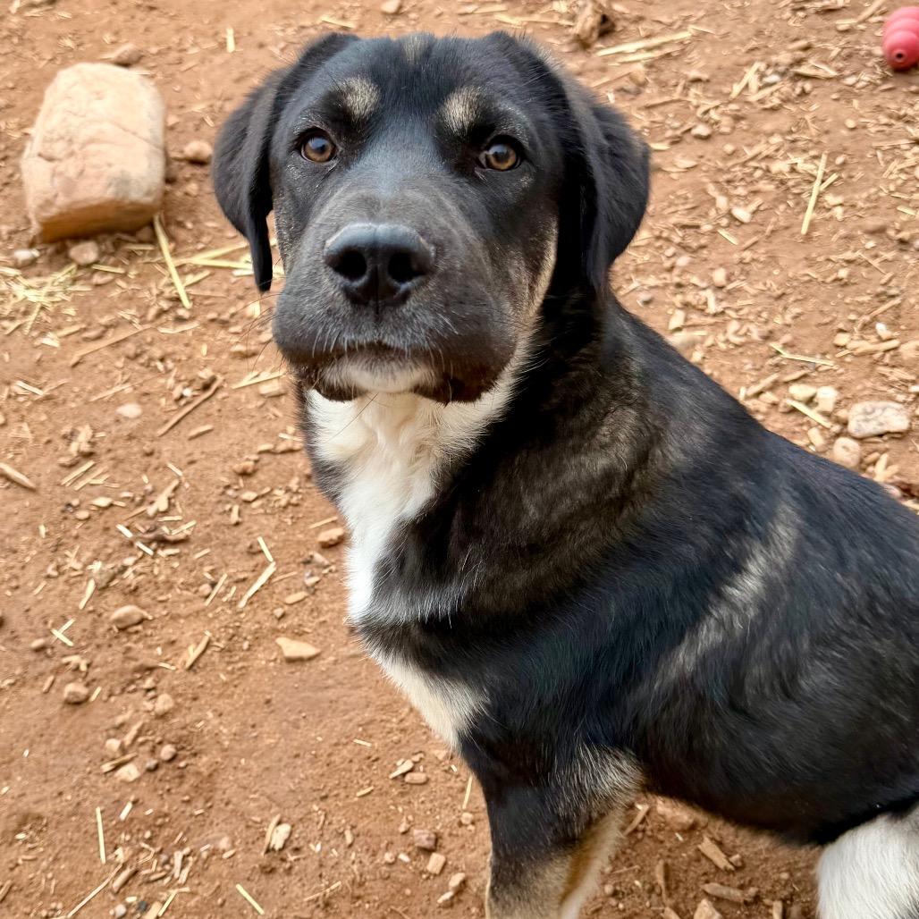 Tooth, a Adoptable Mixed Breed in Moab, UT image 1/6
