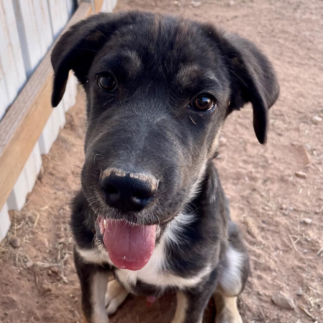 Tooth, a Adoptable Mixed Breed in Moab, UT image 5/6