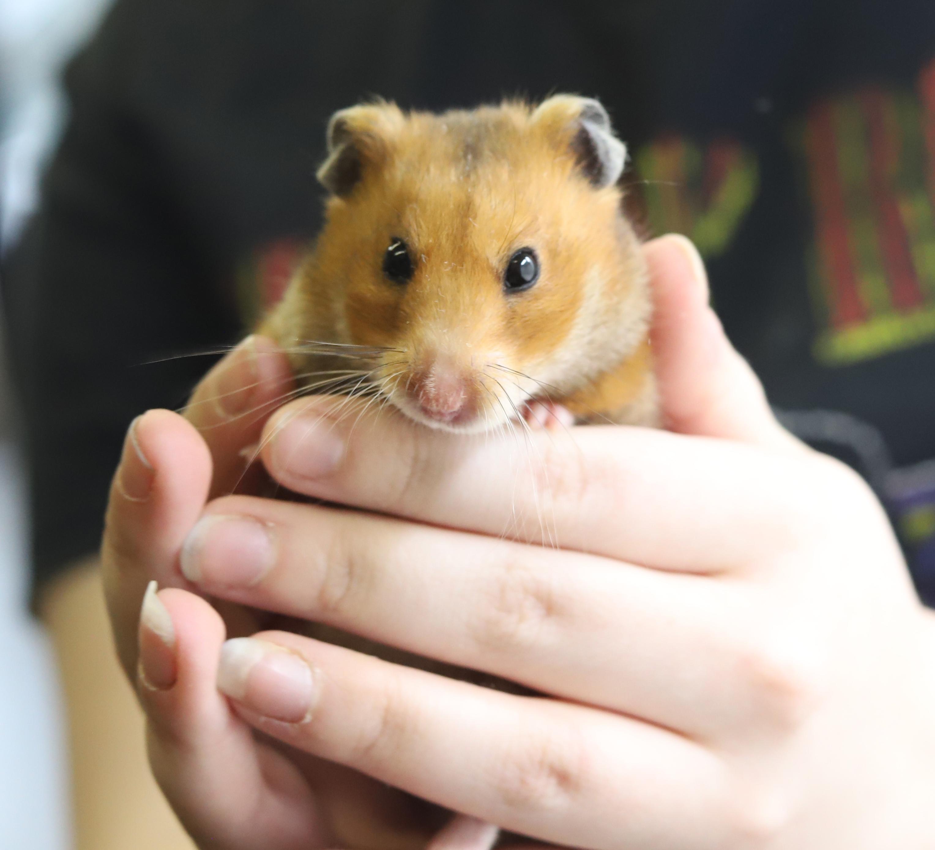 Enlarge Pepper is sooo cute!  Funny dork doofy!, a Adoptable Hamster in Bedford Hills, NY image 2/6
