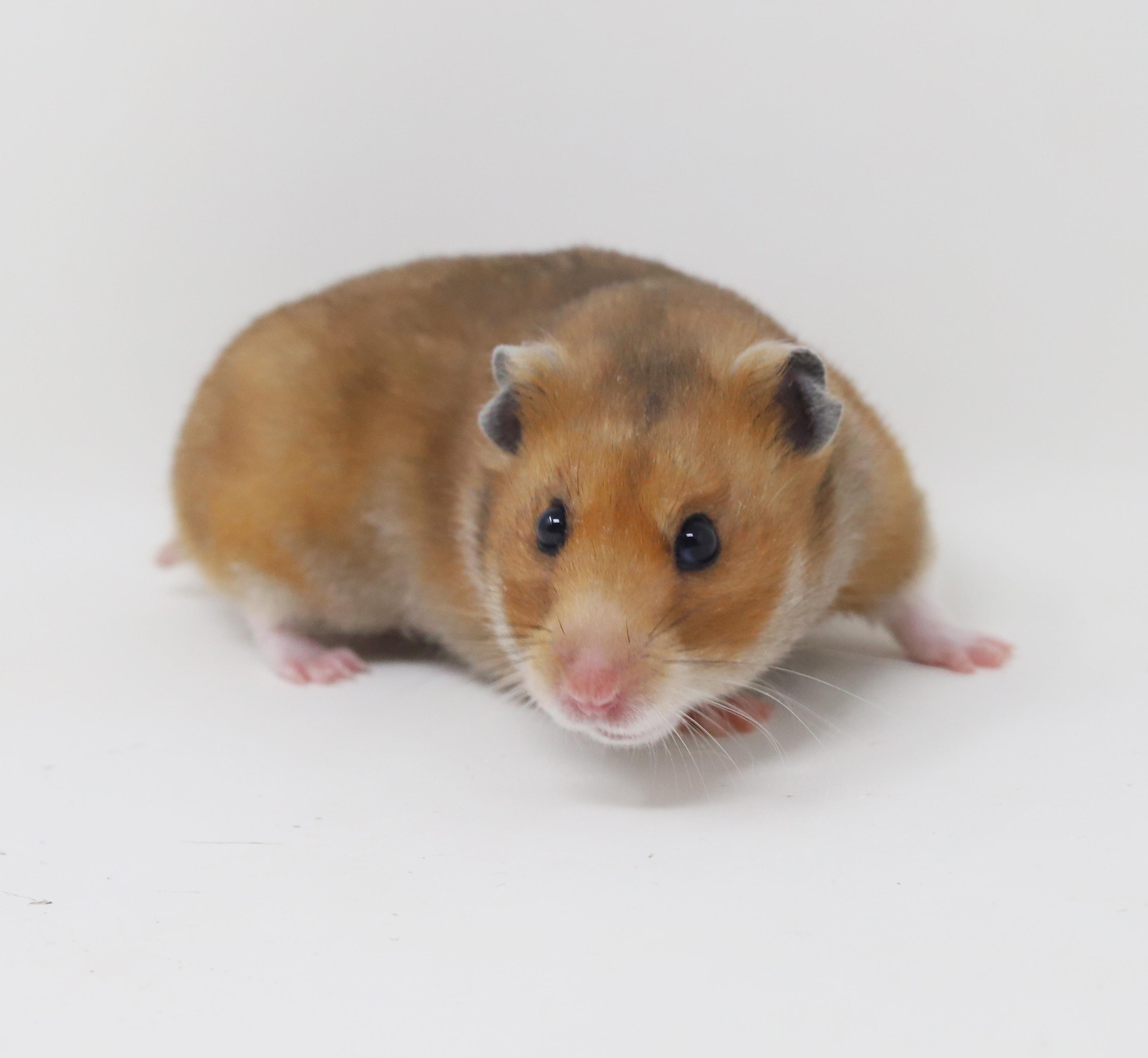 Pepper is sooo cute!  Funny dork doofy!, Adoptable, Young Male Hamster.