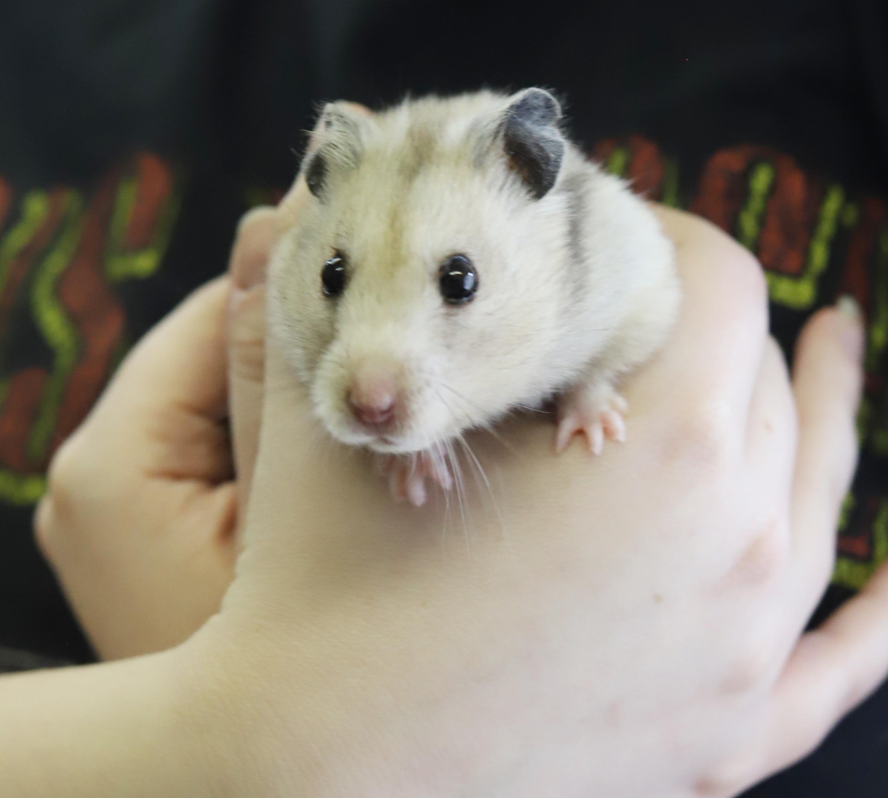 Enlarge Pepper is sooo cute!  Funny dork doofy!, a Adoptable Hamster in Bedford Hills, NY image 4/6