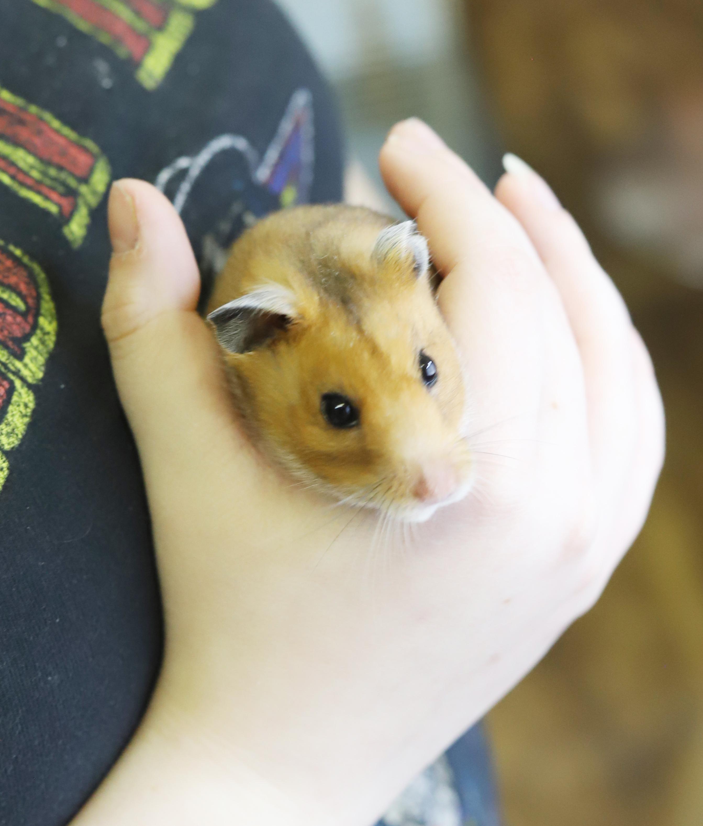 Enlarge Pepper is sooo cute!  Funny dork doofy!, a Adoptable Hamster in Bedford Hills, NY image 6/6