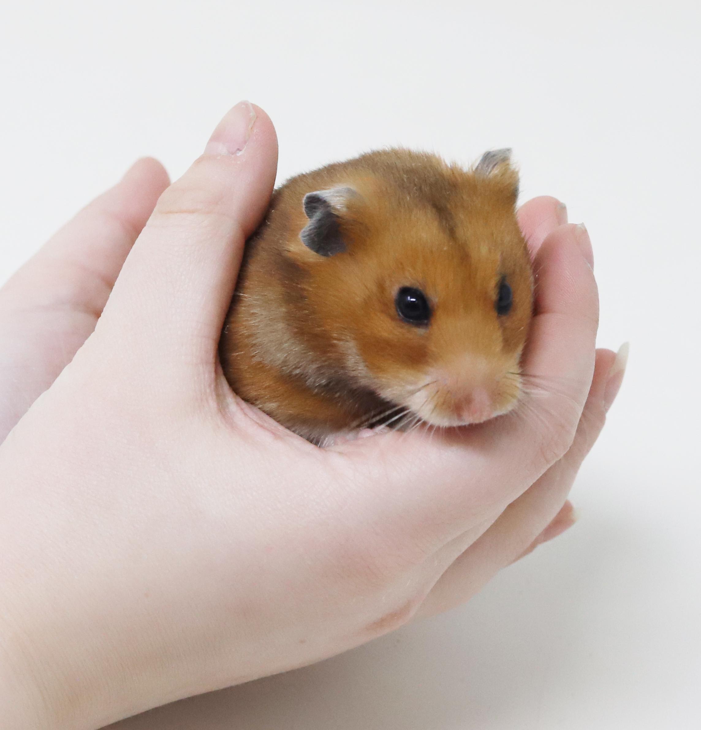 Enlarge Pepper is sooo cute!  Funny dork doofy!, a Adoptable Hamster in Bedford Hills, NY image 3/6