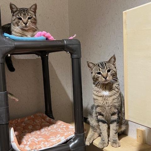 Clyde, a Adoptable Domestic Short Hair in Ballston Spa, NY image 1/5