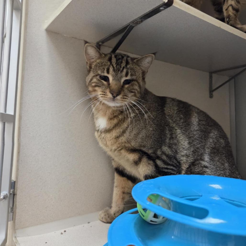 Clyde, a Adoptable Domestic Short Hair in Ballston Spa, NY image 2/5