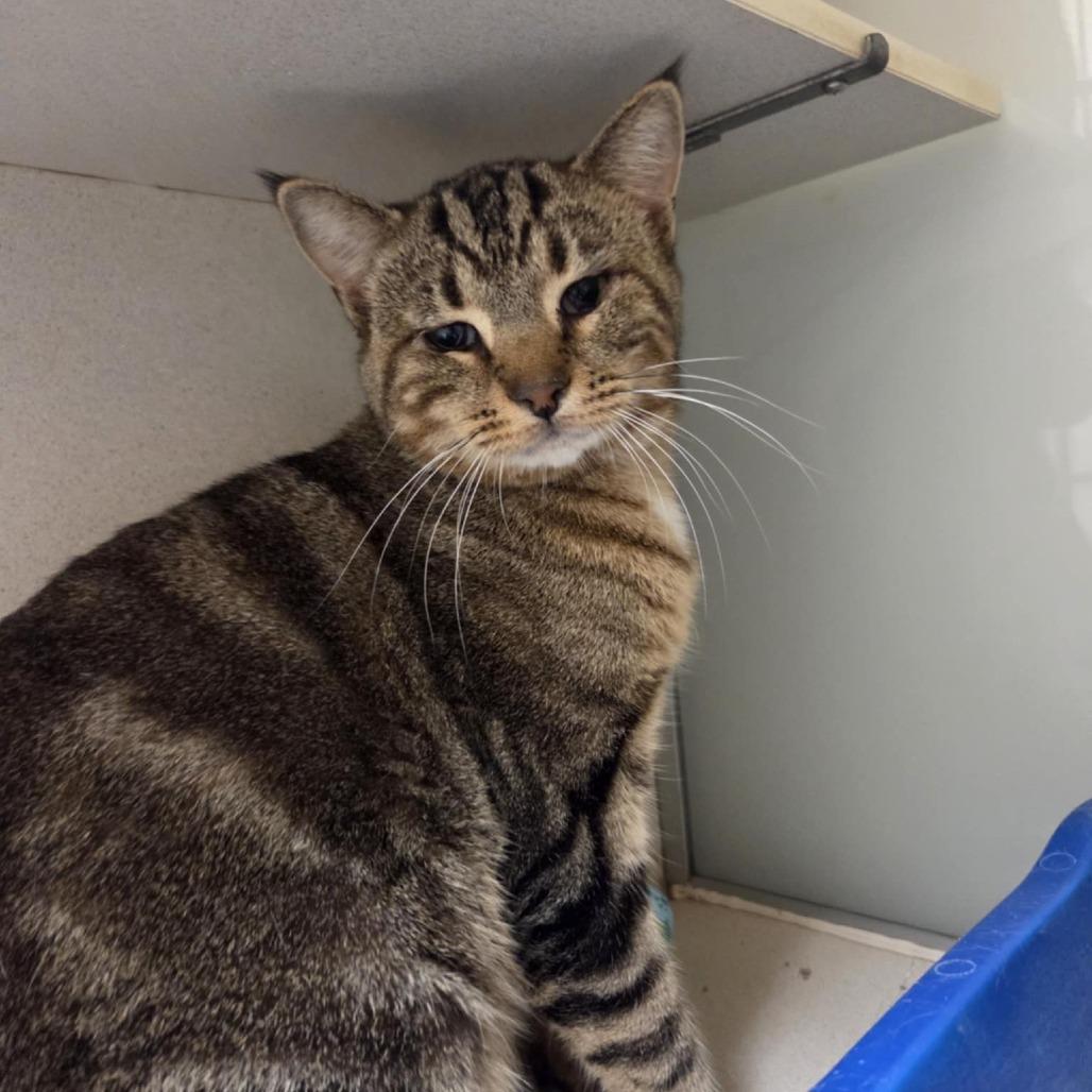 Clyde, a Adoptable Domestic Short Hair in Ballston Spa, NY image 5/5