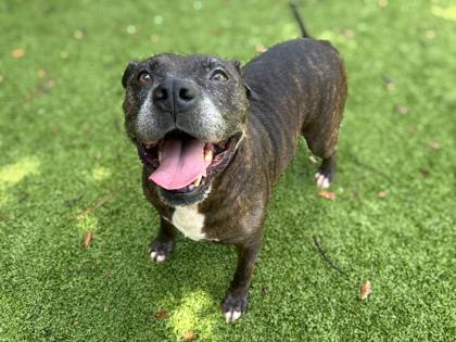 Cletus, Adoptable, Adult Male American Bulldog & Mixed Breed.