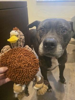 Enlarge Cletus, a Adoptable mixed breed in Gainesville, FL image 1/3