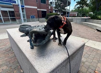 Cletus, a Adoptable mixed breed in Gainesville, FL image 2/3