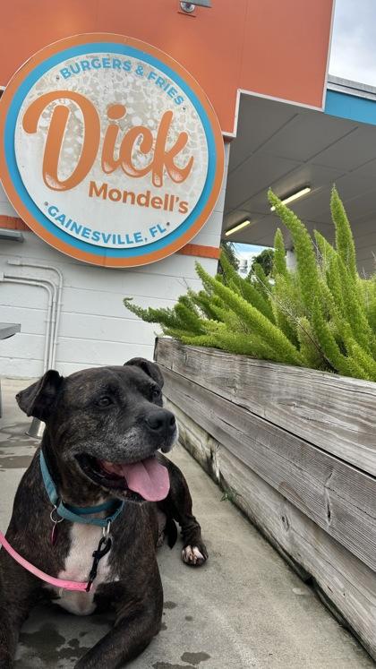 Enlarge Cletus, a Adoptable mixed breed in Gainesville, FL image 1/3