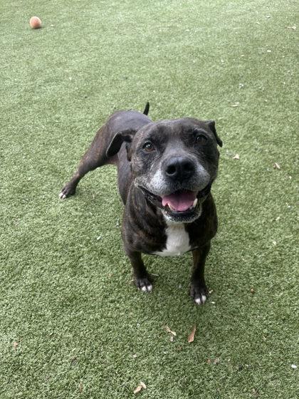 Cletus, a Adoptable mixed breed in Gainesville, FL image 1/3