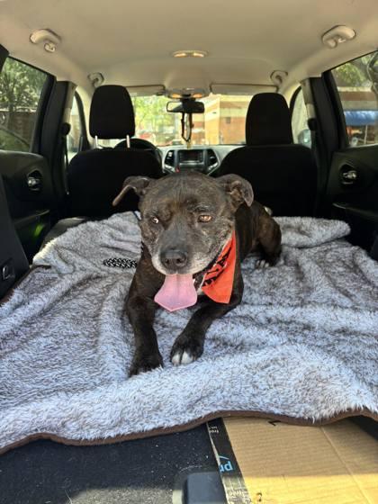 Cletus, a Adoptable mixed breed in Gainesville, FL image 3/3