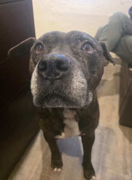 Enlarge Cletus, a Adoptable mixed breed in Gainesville, FL image 2/3