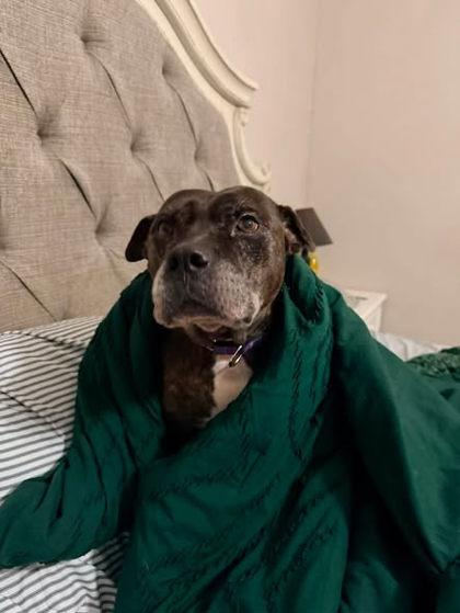 Enlarge Cletus, a Adoptable mixed breed in Gainesville, FL image 2/3