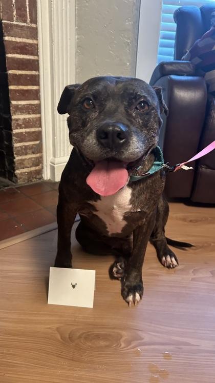 Enlarge Cletus, a Adoptable mixed breed in Gainesville, FL image 3/3