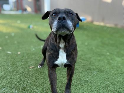 Enlarge Cletus, a Adoptable mixed breed in Gainesville, FL image 3/3