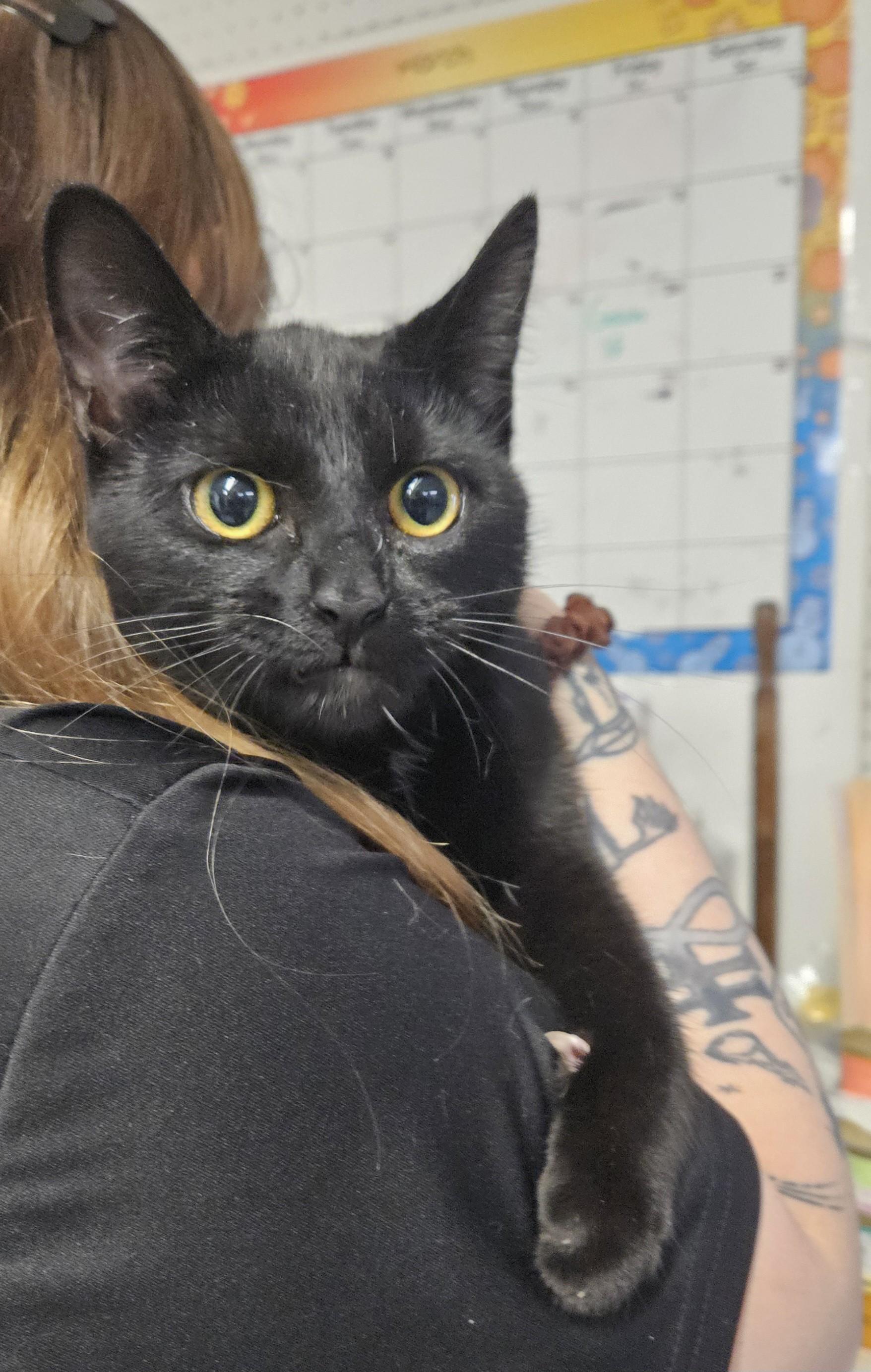 Enlarge Peacock, a ADOPTABLE Domestic Short Hair in Claremont, NH image 1/1