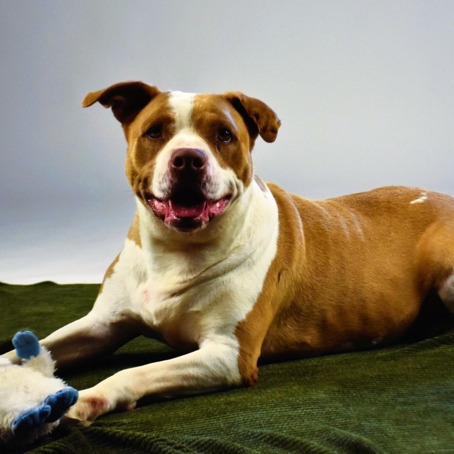 Enlarge Abby, a Adopted mixed breed in Rochester, NY image 1/6