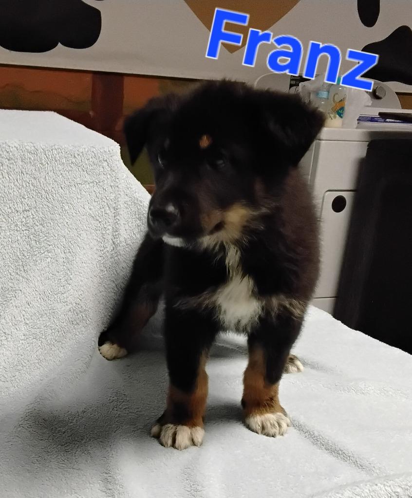 Franz, Adopted, Puppy Male German Shepherd Dog.