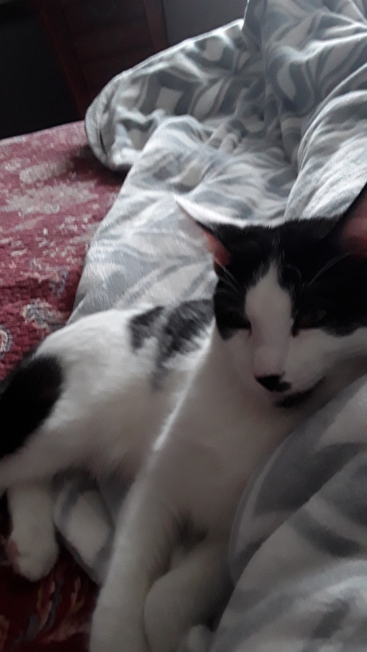 Gideon, a Adoptable Domestic Short Hair in Mokena, IL image 3/5