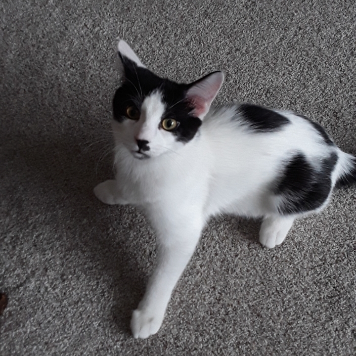 Gideon, a Adoptable Domestic Short Hair in Mokena, IL image 2/5