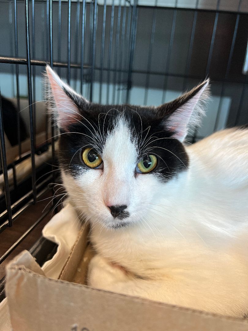 Gideon, a Adoptable Domestic Short Hair in Mokena, IL image 5/5