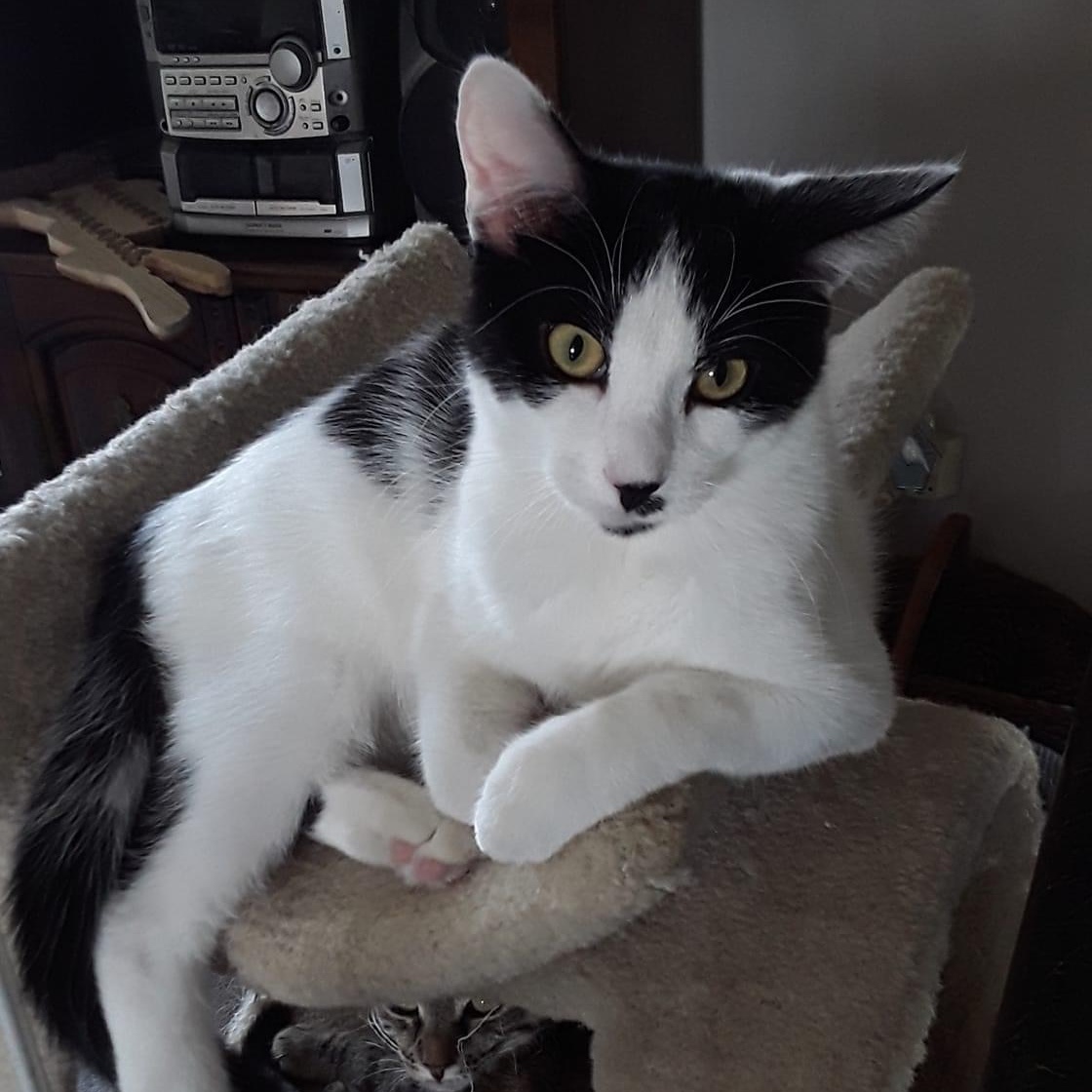 Gideon, a Adoptable Domestic Short Hair in Mokena, IL image 1/5