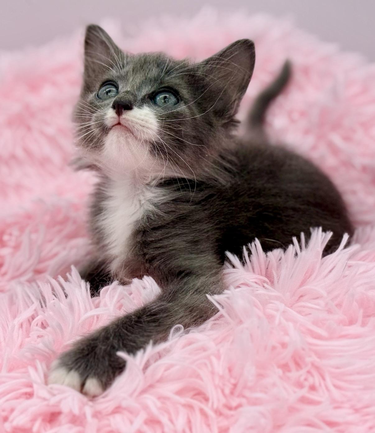 Punisher, an adopted Ragdoll in Covington, LA image 3/6
