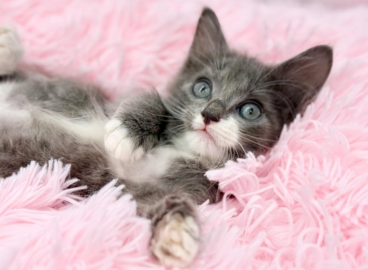 Punisher, an adopted Ragdoll in Covington, LA image 6/6